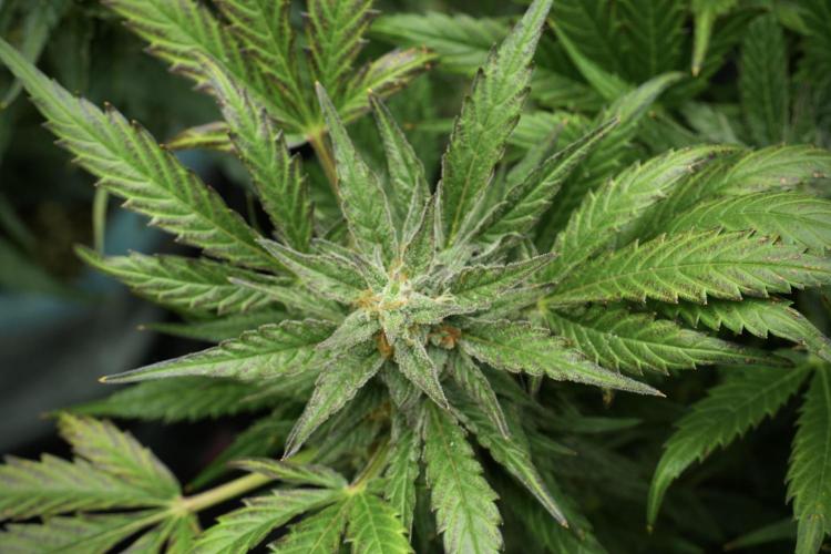 GMO Cookies Served with extra curiosity. Week 11 - GMO Cookies No Veg