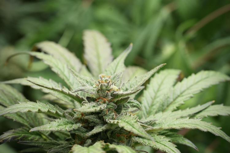 GMO Cookies Served with extra curiosity. Week 11 - GMO Cookies No Veg