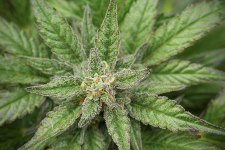 GMO Cookies Served with extra curiosity. Week 11 - GMO Cookies No Veg