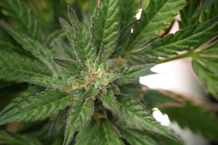 GMO Cookies Served with extra curiosity. Week 11 - GMO Cookies No Veg