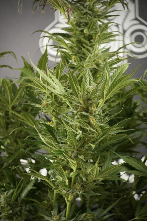 GMO Cookies Served with extra curiosity. Week 11 - GMO Cookies No Veg