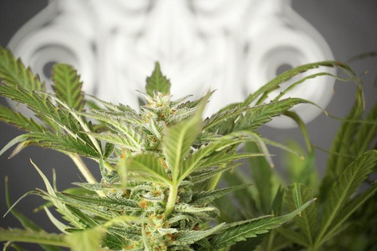 GMO Cookies Served with extra curiosity. Week 11 - GMO Cookies No Veg