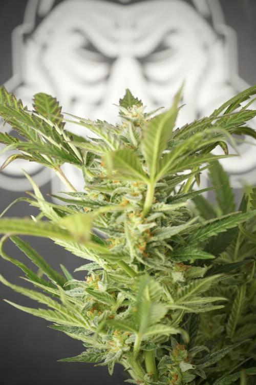GMO Cookies Served with extra curiosity. Week 11 - GMO Cookies No Veg