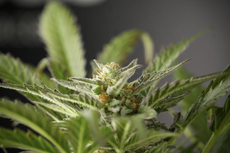 GMO Cookies Served with extra curiosity. Week 11 - GMO Cookies No Veg