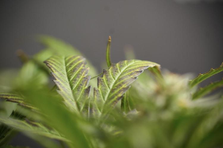 GMO Cookies Served with extra curiosity. Week 11 - GMO Cookies No Veg
