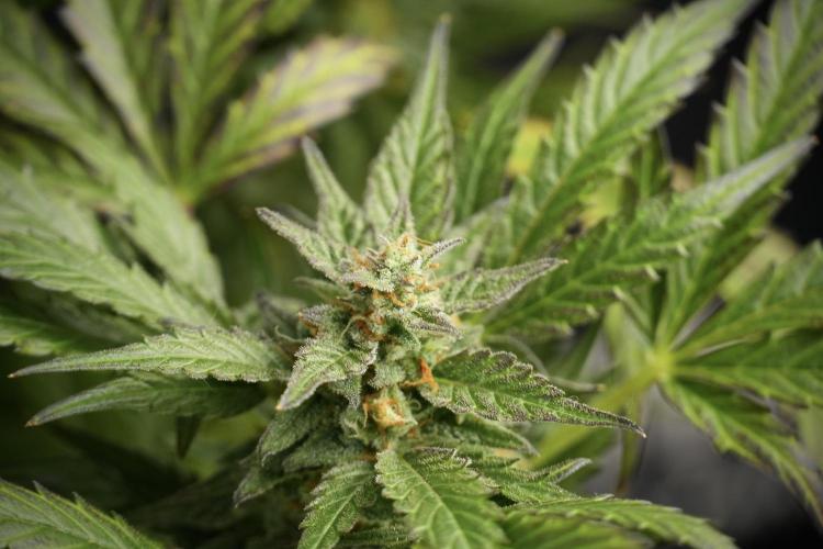 GMO Cookies Served with extra curiosity. Week 11 - GMO Cookies No Veg