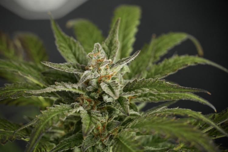 GMO Cookies Served with extra curiosity. Week 11 - GMO Cookies No Veg