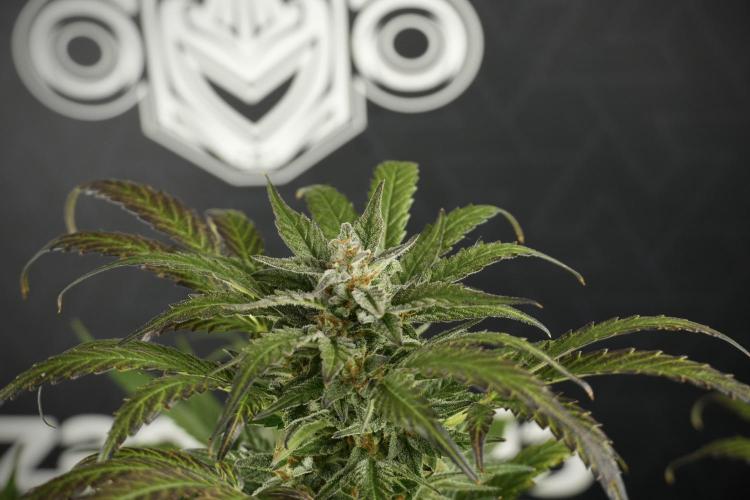 GMO Cookies Served with extra curiosity. Week 11 - GMO Cookies No Veg