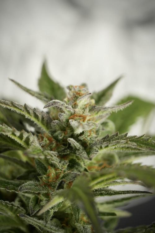 GMO Cookies Served with extra curiosity. Week 11 - GMO Cookies No Veg