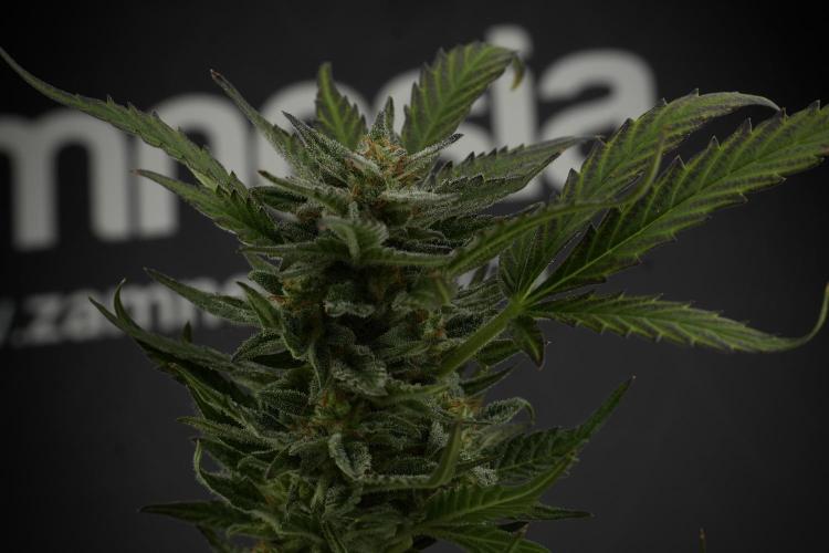 GMO Cookies Served with extra curiosity. Week 11 - GMO Cookies No Veg