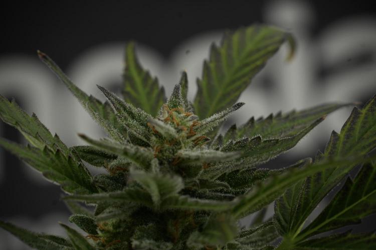GMO Cookies Served with extra curiosity. Week 11 - GMO Cookies No Veg