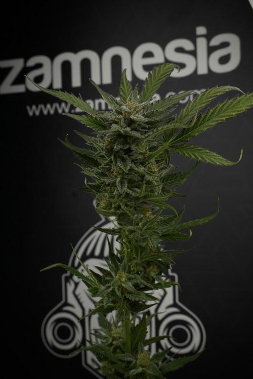 GMO Cookies Served with extra curiosity. Week 11 - GMO Cookies No Veg