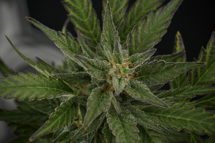 GMO Cookies Served with extra curiosity. Week 11 - GMO Cookies No Veg