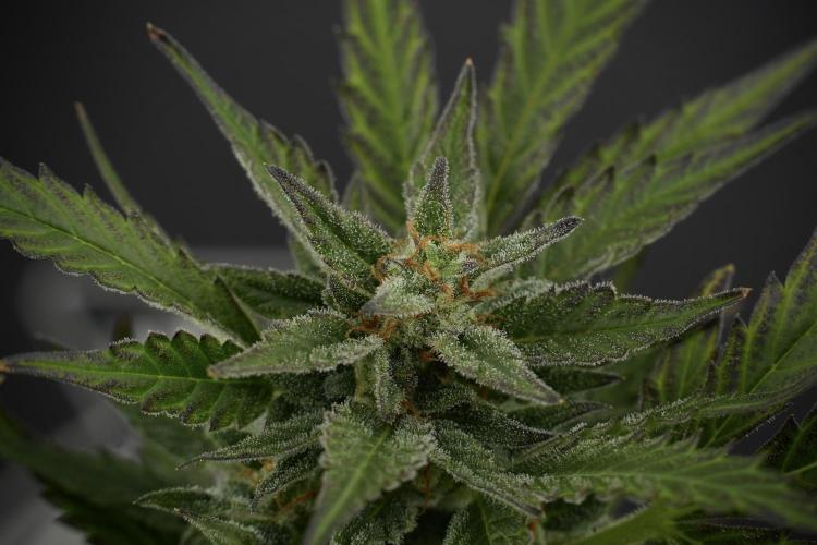 GMO Cookies Served with extra curiosity. Week 11 - GMO Cookies No Veg