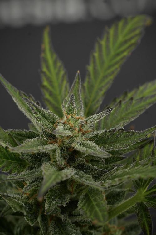 GMO Cookies Served with extra curiosity. Week 11 - GMO Cookies No Veg