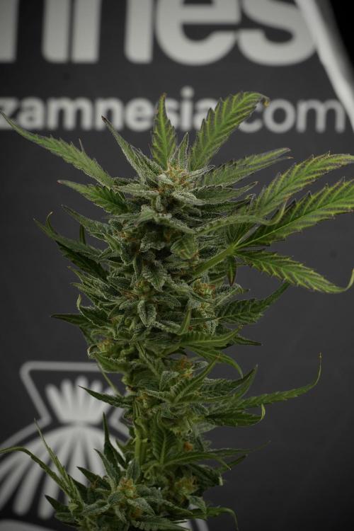 GMO Cookies Served with extra curiosity. Week 11 - GMO Cookies No Veg