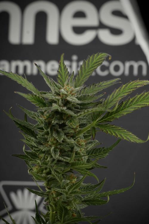 GMO Cookies Served with extra curiosity. Week 11 - GMO Cookies No Veg