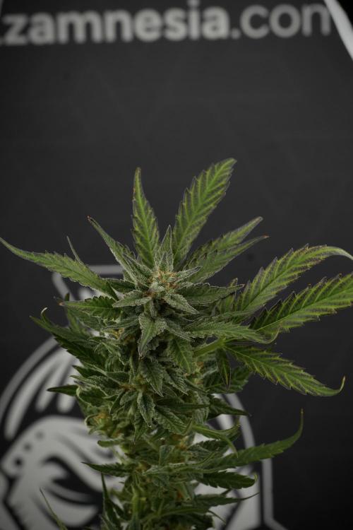 GMO Cookies Served with extra curiosity. Week 11 - GMO Cookies No Veg