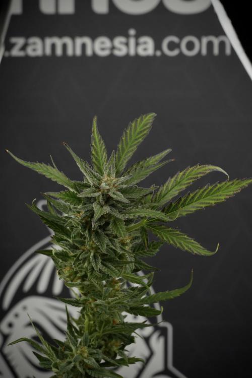 GMO Cookies Served with extra curiosity. Week 11 - GMO Cookies No Veg