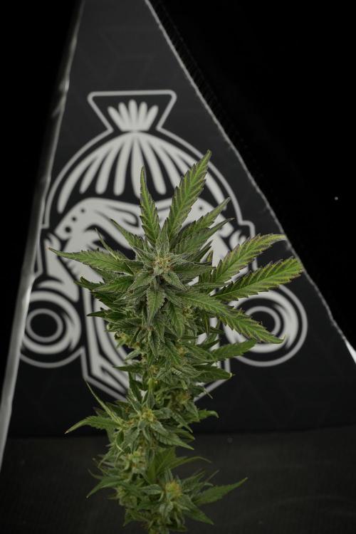 GMO Cookies Served with extra curiosity. Week 11 - GMO Cookies No Veg