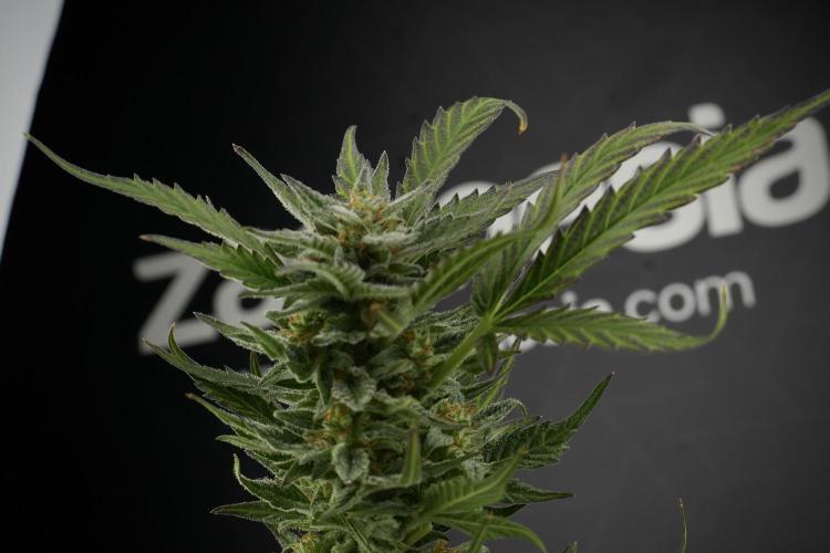 GMO Cookies Served with extra curiosity. Week 11 - GMO Cookies No Veg