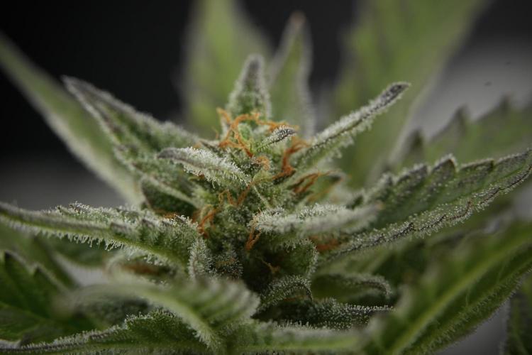 GMO Cookies Served with extra curiosity. Week 11 - GMO Cookies No Veg