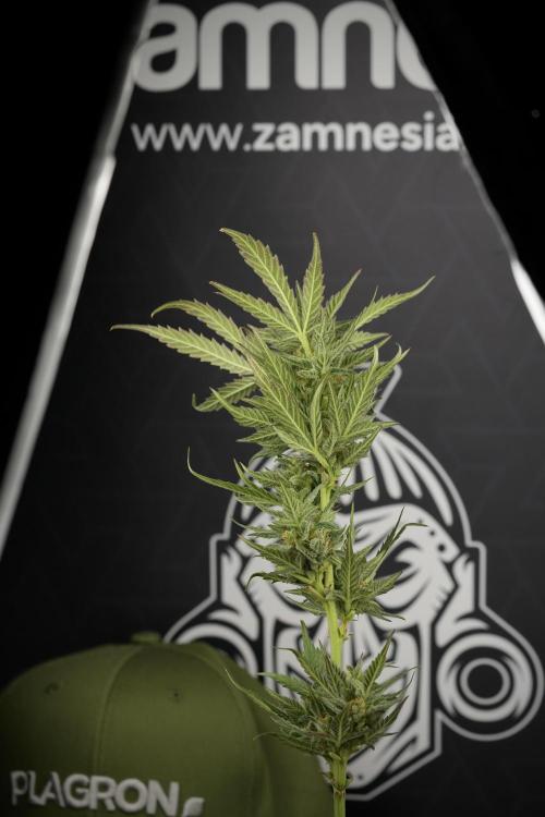 GMO Cookies Served with extra curiosity. Week 11 - GMO Cookies No Veg