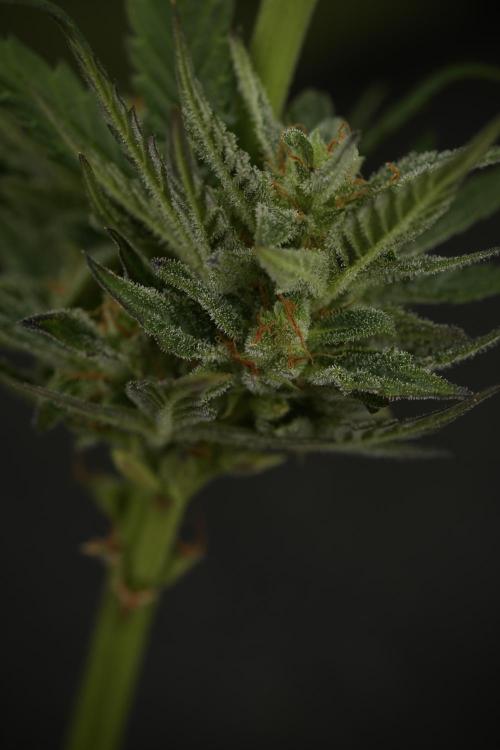 GMO Cookies Served with extra curiosity. Week 11 - GMO Cookies No Veg