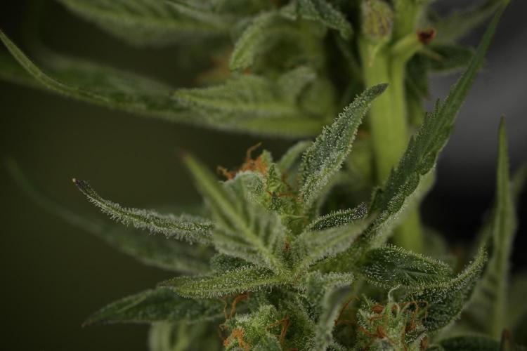 GMO Cookies Served with extra curiosity. Week 11 - GMO Cookies No Veg