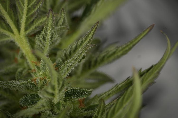GMO Cookies Served with extra curiosity. Week 11 - GMO Cookies No Veg