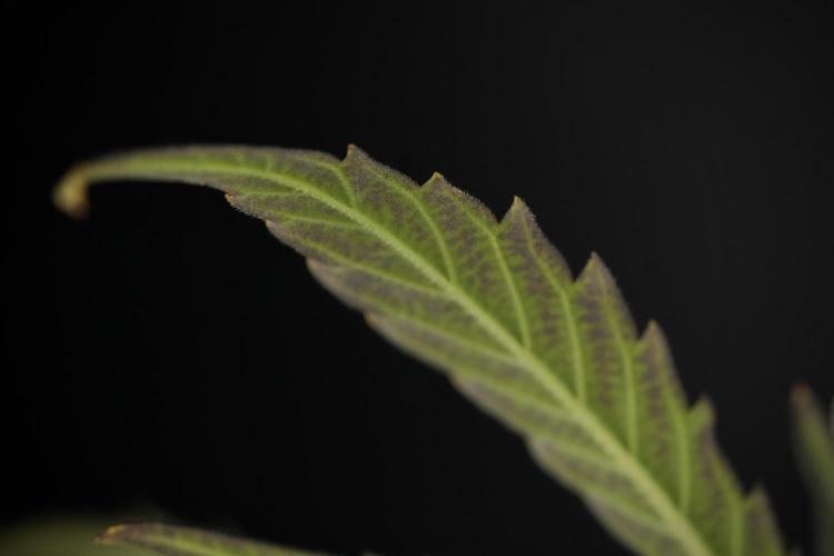 GMO Cookies Served with extra curiosity. Week 11 - GMO Cookies No Veg