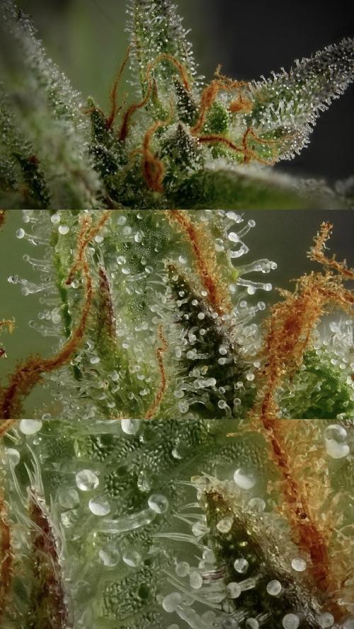 GMO Cookies Served with extra curiosity. Week 11 - stacking