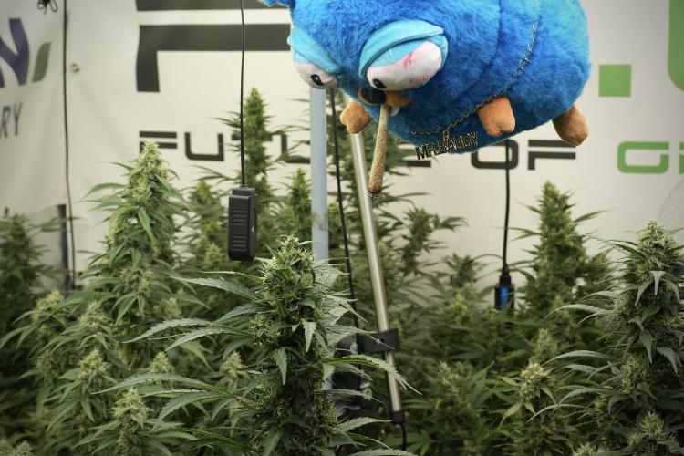 TicaL X Zamnesia-NectarDrip pack#268/750. Week 13 - Mr. Baggy doing what he does best 