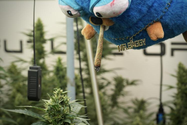 TicaL X Zamnesia-NectarDrip pack#268/750. Week 13 - Mr. Baggy doing what he does best 
