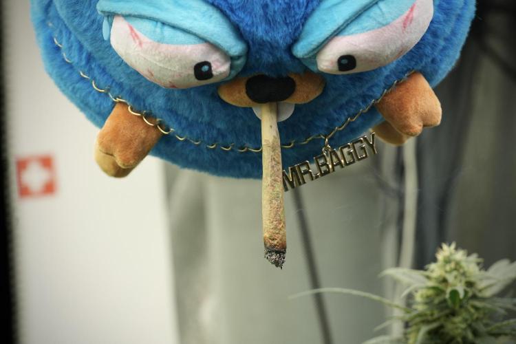 TicaL X Zamnesia-NectarDrip pack#268/750. Week 13 - Mr. Baggy doing what he does best 