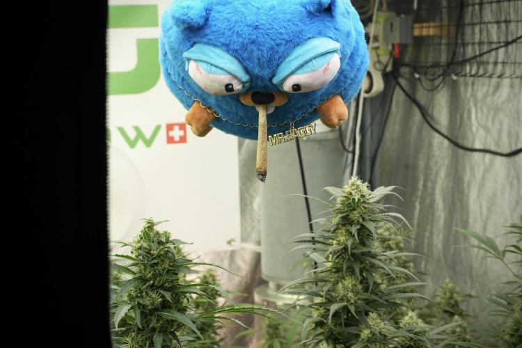 TicaL X Zamnesia-NectarDrip pack#268/750. Week 13 - Mr. Baggy doing what he does best 