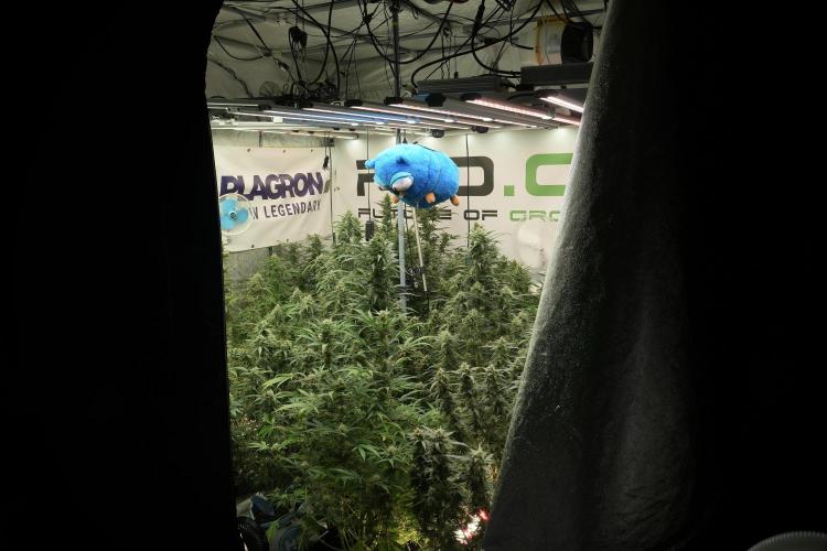TicaL X Zamnesia-NectarDrip pack#268/750. Week 13 - Mr. Baggy doing what he does best 