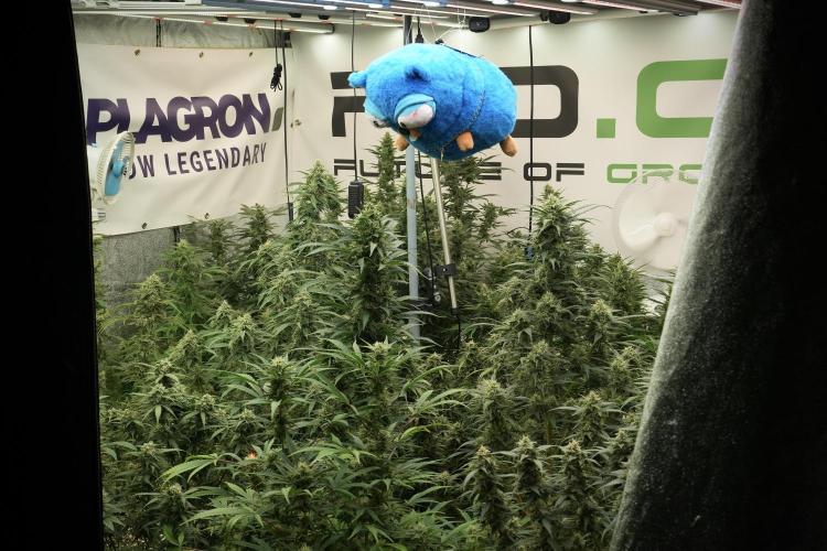 TicaL X Zamnesia-NectarDrip pack#268/750. Week 13 - Mr. Baggy doing what he does best 