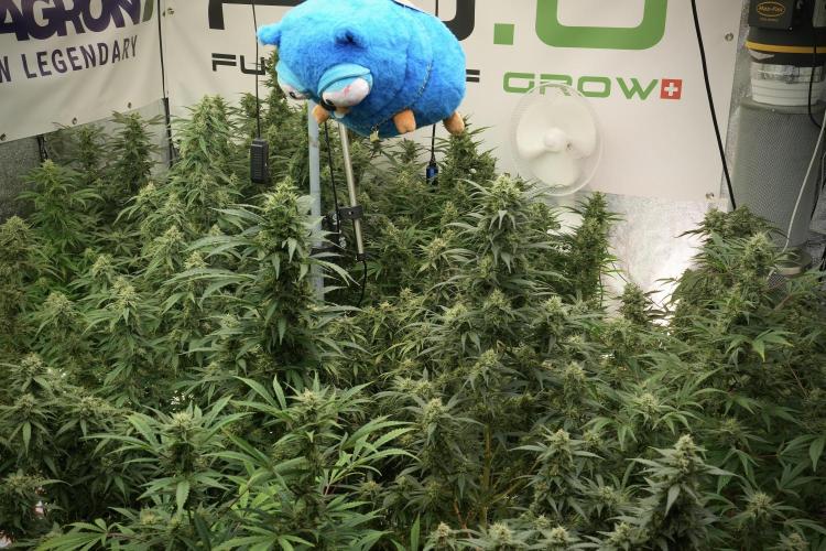 TicaL X Zamnesia-NectarDrip pack#268/750. Week 13 - Mr. Baggy doing what he does best 