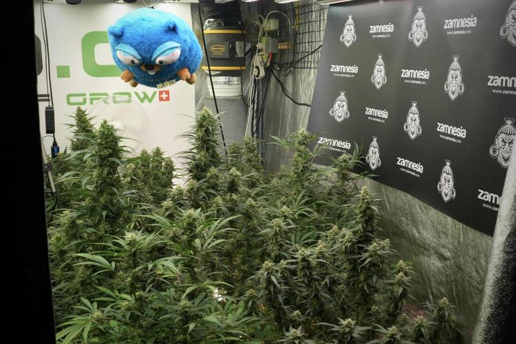 TicaL X Zamnesia-NectarDrip pack#268/750. Week 13 - Mr. Baggy doing what he does best 