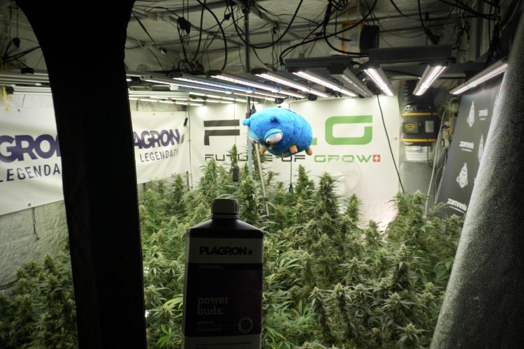 TicaL X Zamnesia-NectarDrip pack#268/750. Week 13 - Mr. Baggy doing what he does best 
