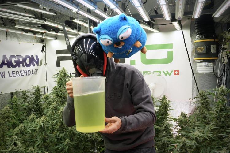 TicaL X Zamnesia-NectarDrip pack#268/750. Week 13 - Mr. Baggy helping me along
