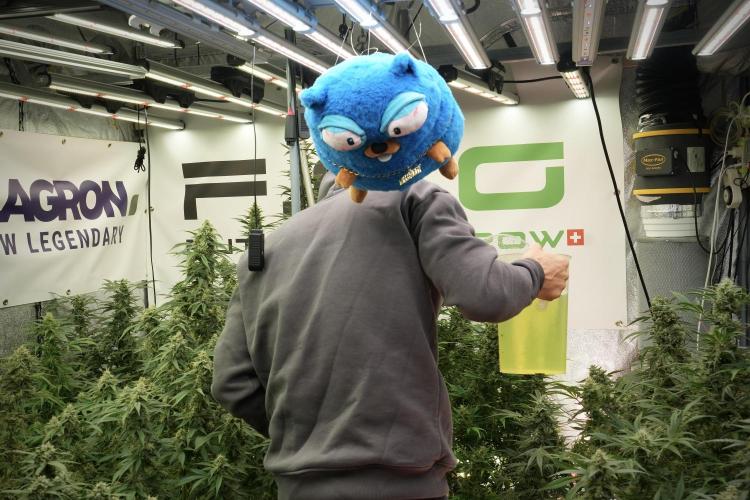 TicaL X Zamnesia-NectarDrip pack#268/750. Week 13 - Mr. Baggy helping me along