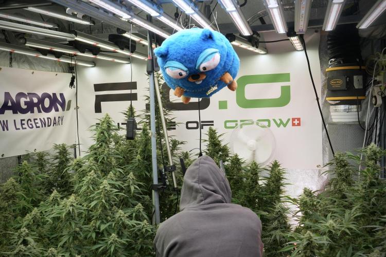 TicaL X Zamnesia-NectarDrip pack#268/750. Week 13 - Mr. Baggy helping me along
