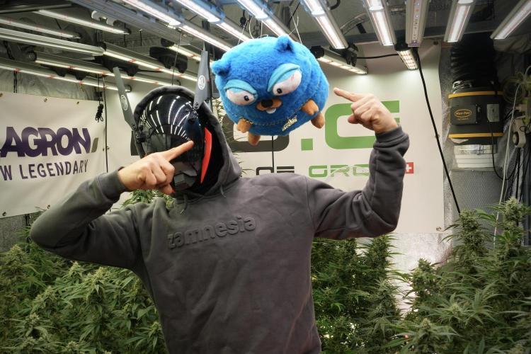 TicaL X Zamnesia-NectarDrip pack#268/750. Week 13 - Mr. Baggy helping me along