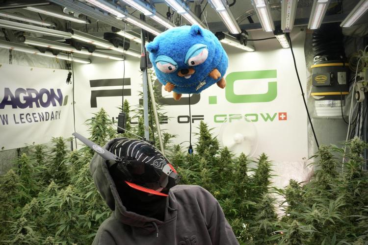 TicaL X Zamnesia-NectarDrip pack#268/750. Week 13 - Mr. Baggy helping me along