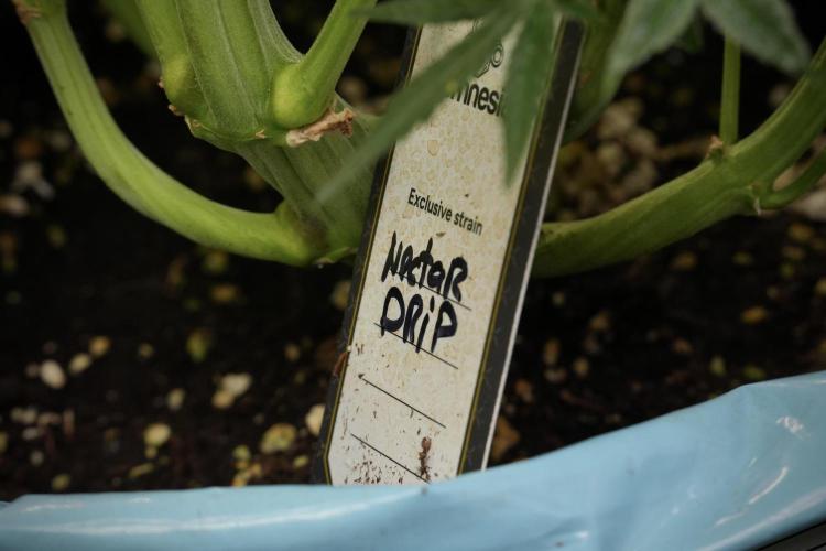 TicaL X Zamnesia-NectarDrip pack#268/750. Week 13 - Nectar Drip No Veg 12-12 From Seed