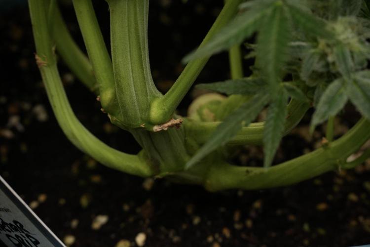 TicaL X Zamnesia-NectarDrip pack#268/750. Week 13 - Nectar Drip No Veg 12-12 From Seed