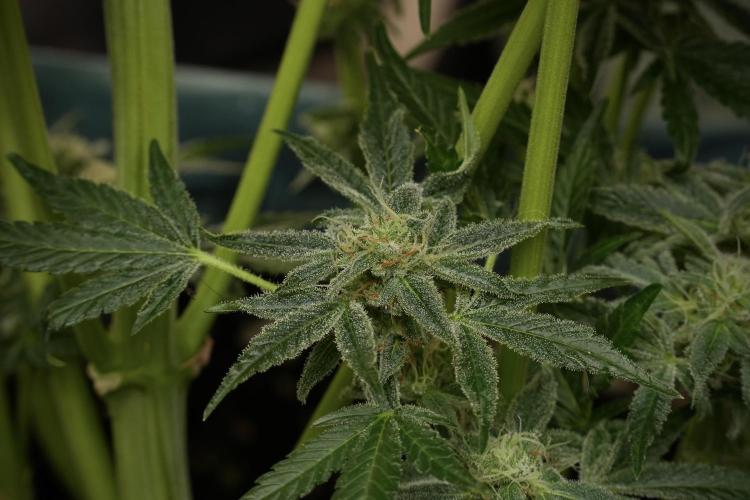 TicaL X Zamnesia-NectarDrip pack#268/750. Week 13 - Nectar Drip No Veg 12-12 From Seed