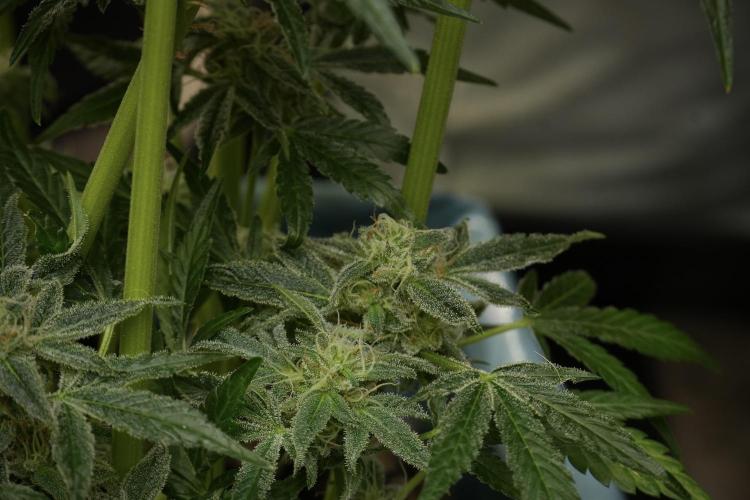 TicaL X Zamnesia-NectarDrip pack#268/750. Week 13 - Nectar Drip No Veg 12-12 From Seed